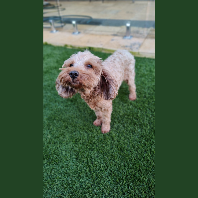 Photo of Maggie