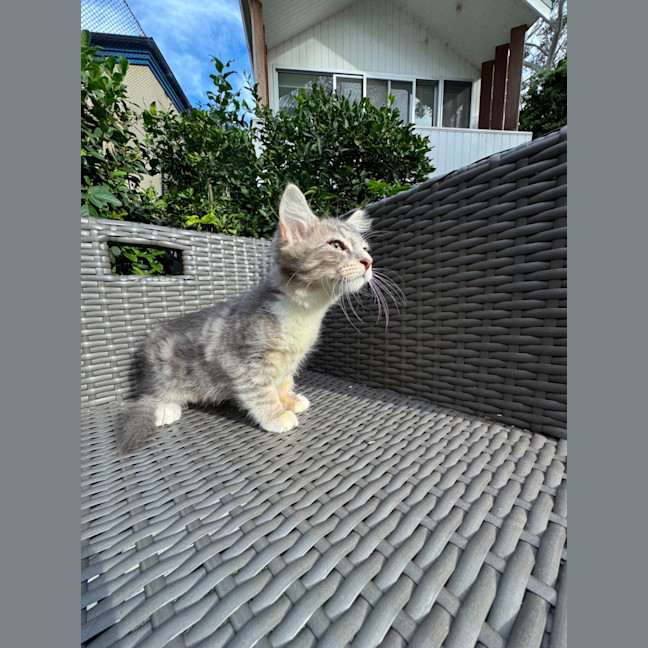 Photo of Jiji