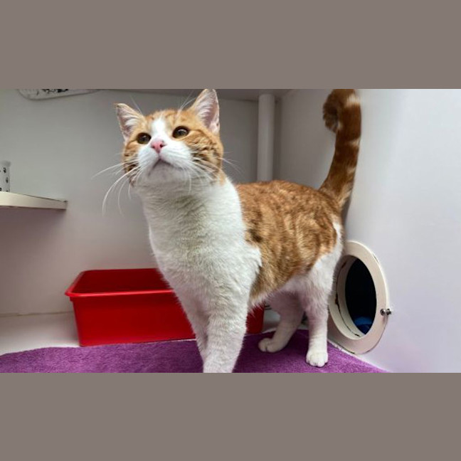 Photo of Marmalade