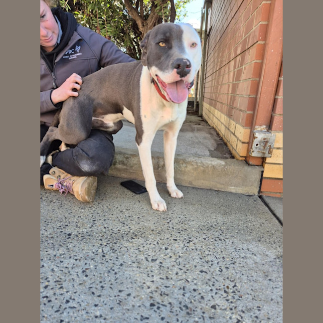 Photo of Windsor 🏎️