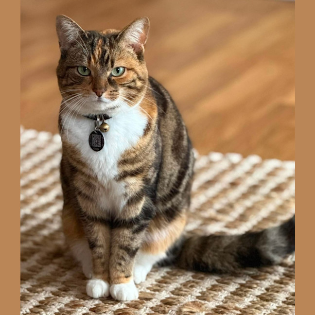 Photo of Juno