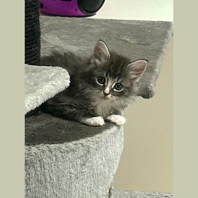 Photo of Oliver