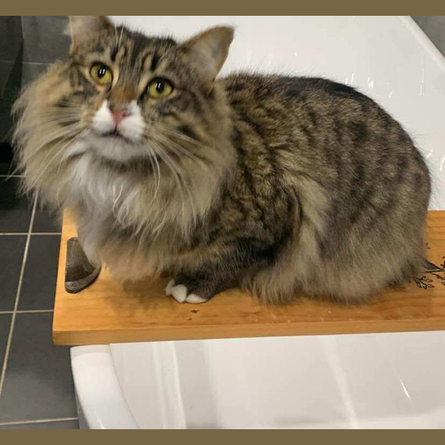 Photo of Nala Queen Of The Jungle