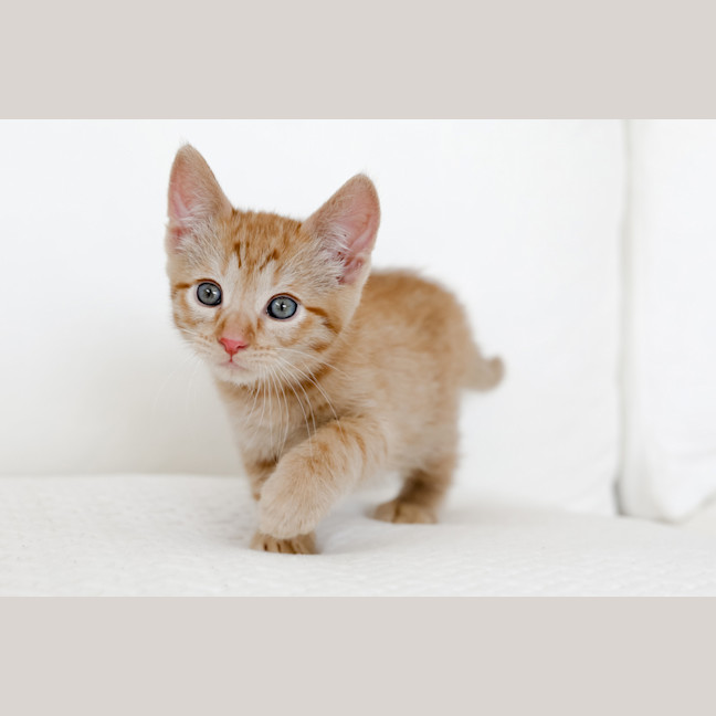 Photo of Rupert
