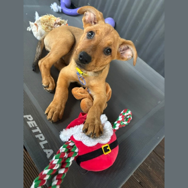 Photo of Ivy   9 Week Old Mixed Breed