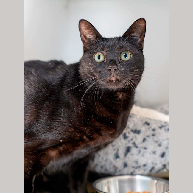 Photo of Cleopatra