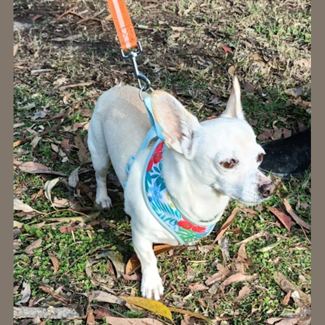 Photo of Chevy 🚗 Chihuahua X Dachshund (On Trial 13/6/25)