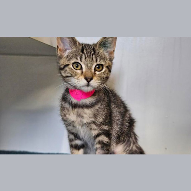 Photo of Cherrie