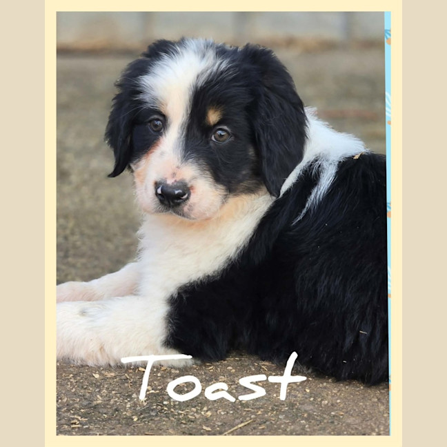 Photo of Toast