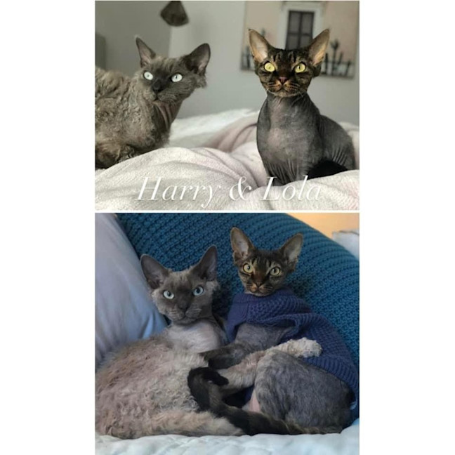 Photo of 11466/7   Harry & Lola