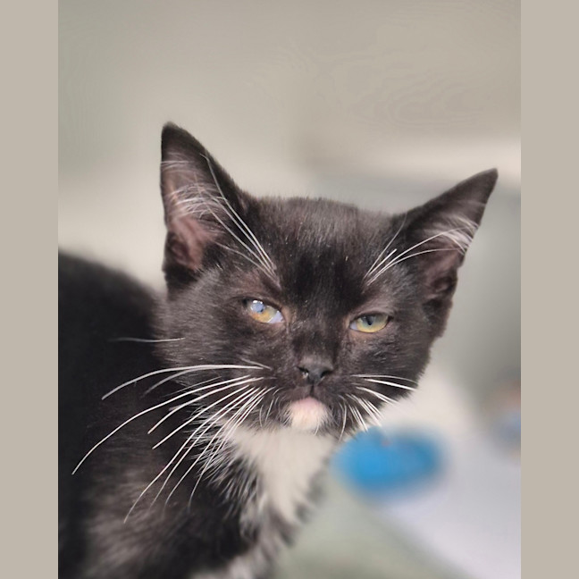 Photo of Biscuit