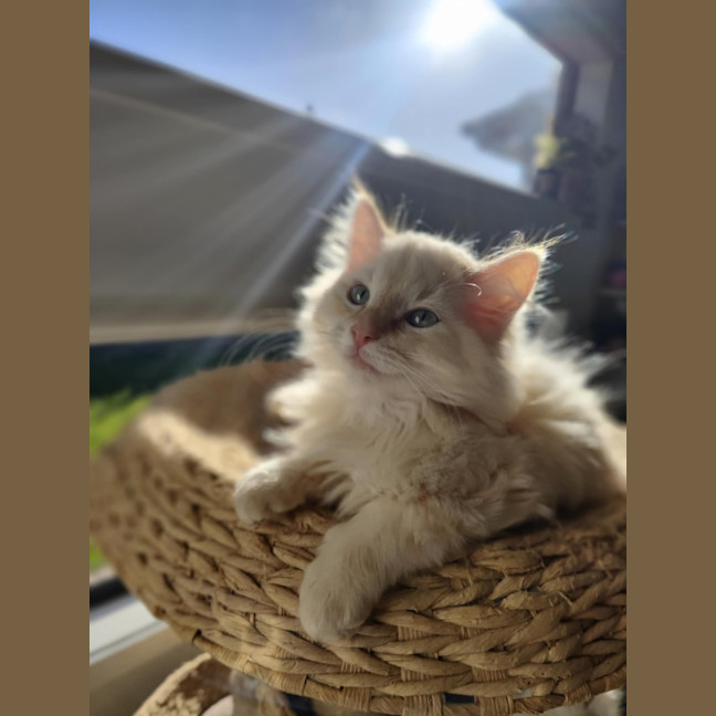 Photo of Oats Meet Me @Petstock Carrum Downs Store