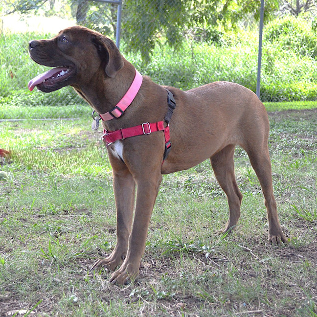 Photo of Ruby