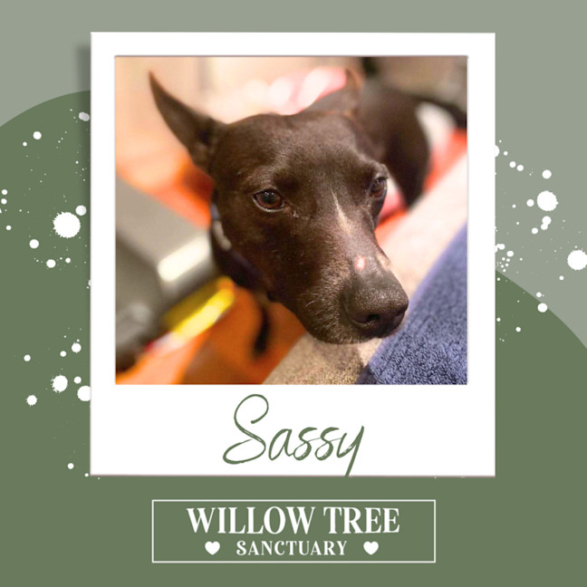 Photo of Sassy