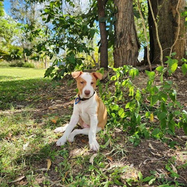 Photo of Drover 