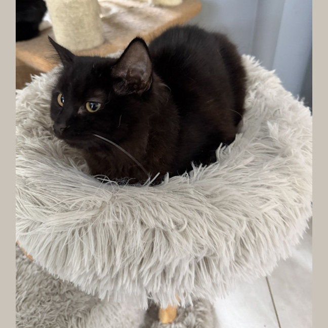 Photo of Luna