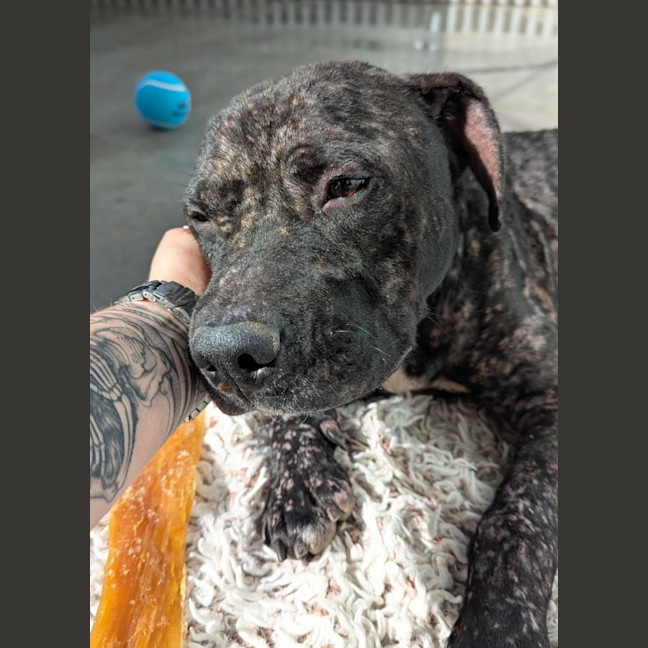 Photo of Diesel