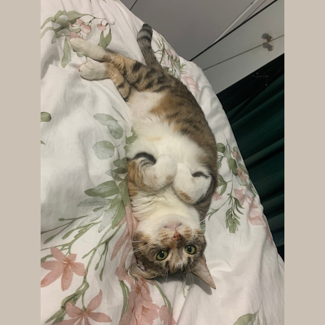 Photo of Cinnamon