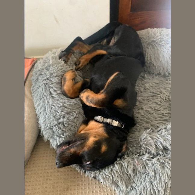 Photo of Willow