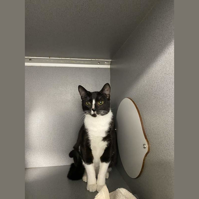 Photo of Puss