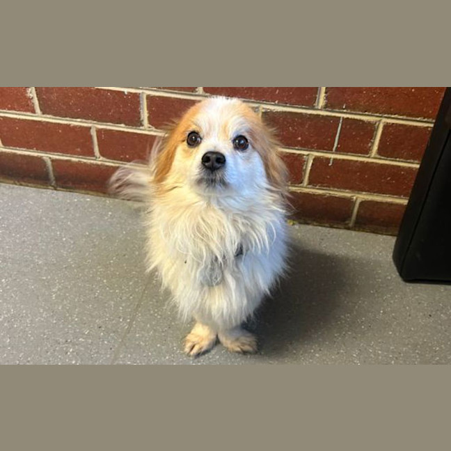 Photo of Rusty