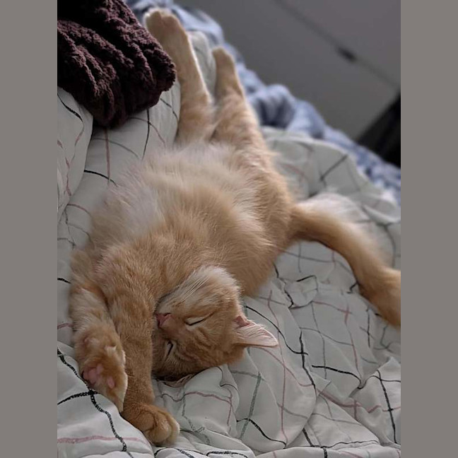 Photo of Toby