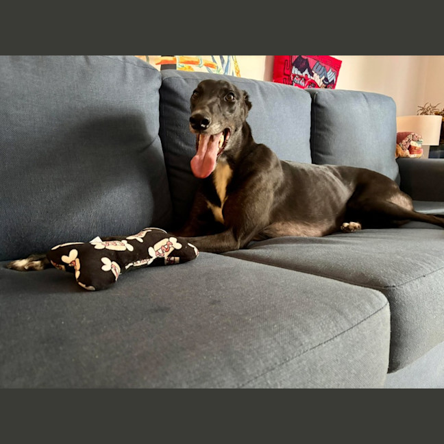 Photo of Rowdy, The Gentle Greyhound