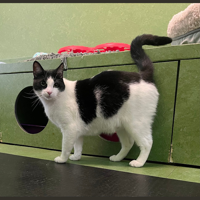 Photo of Handsome Sam