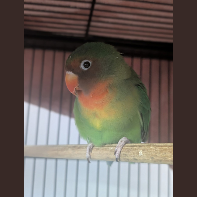 Photo of Sausageton