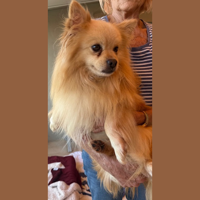 Photo of Toby