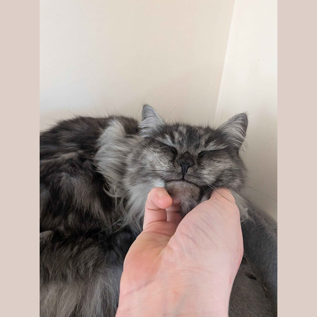 Photo of Juniper
