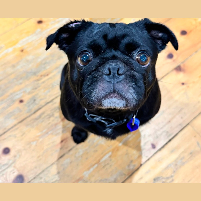 Photo of Peggy   5 Year Old French Bulldog X Pug