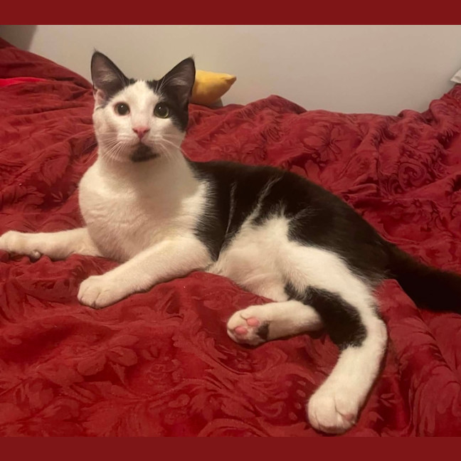 Photo of Oscar   7 Month Old Domestic Medium Hair