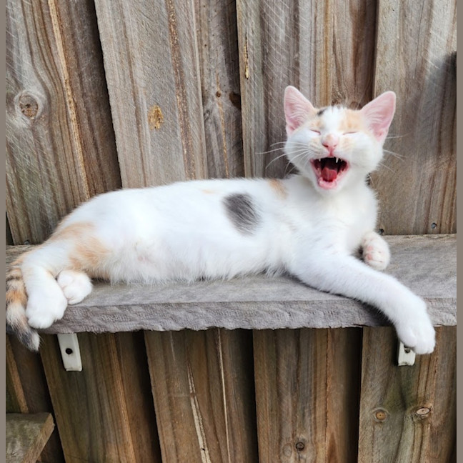 Photo of Evie