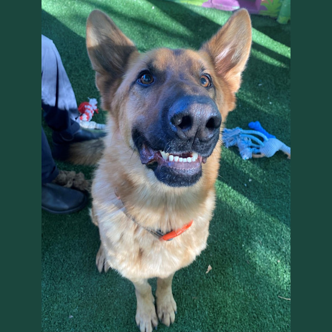 Photo of D1157 Sarge