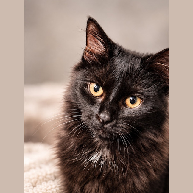 Photo of Henrietta