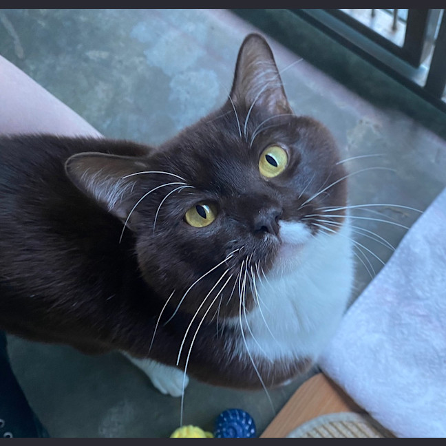 Photo of Brownie