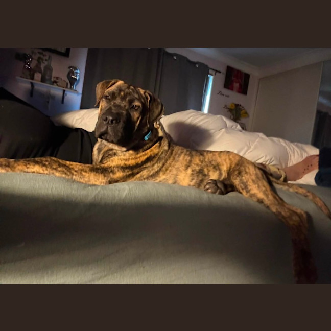 Photo of Banjo