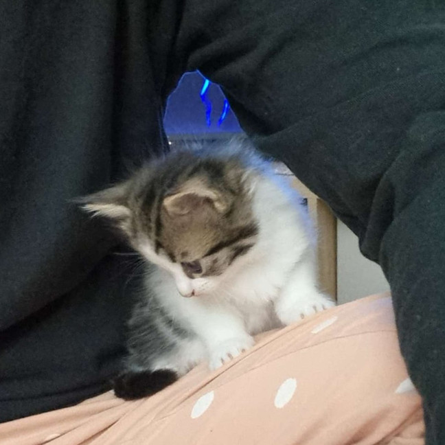 Photo of Tilly
