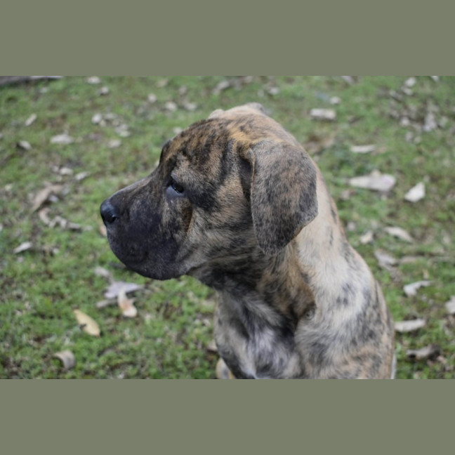 Photo of Rusty