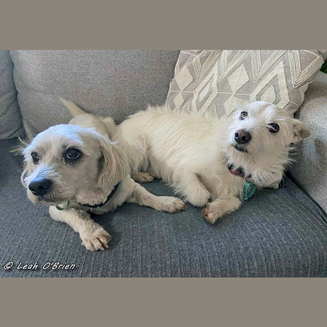 Photo of Ziggy And Bailie