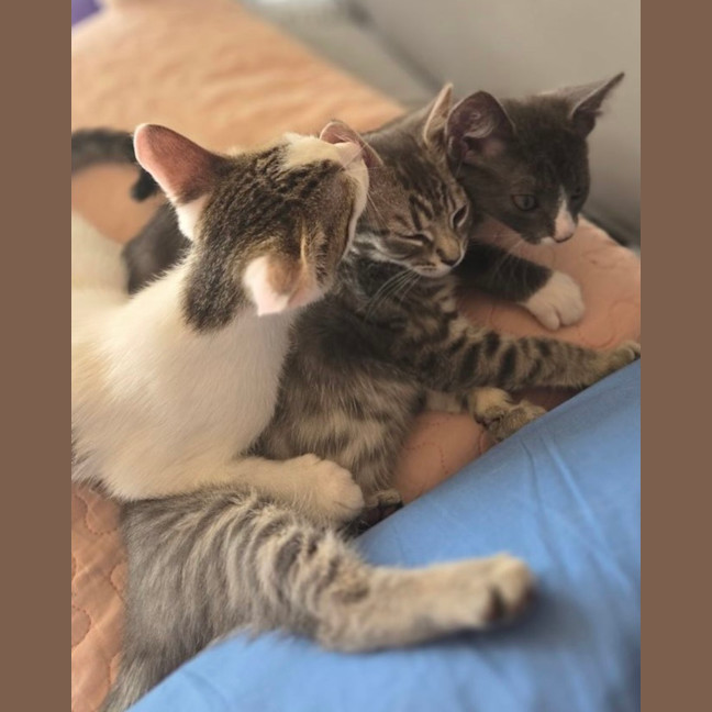 Photo of Brussel Sprout   Located In Northcote