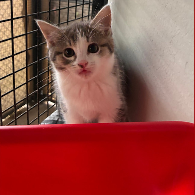 Photo of Pickle