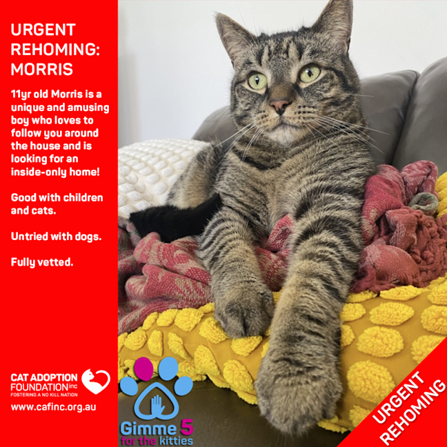 Photo of Morris Private Rehoming No Charge!