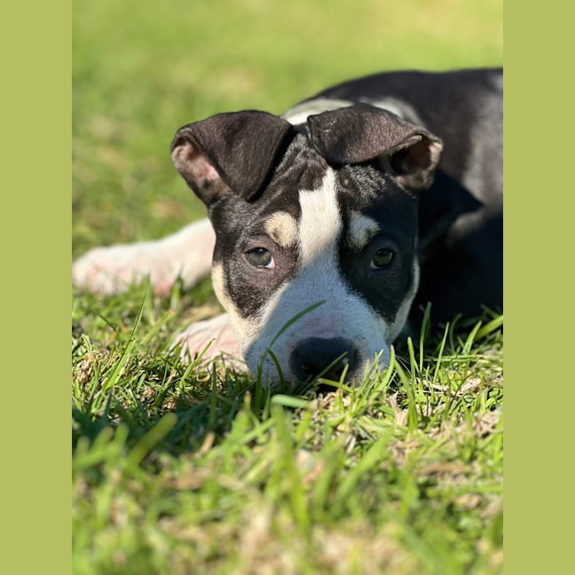 Photo of Tumtum Mc Puff