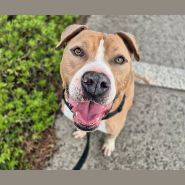 Photo of Tyson