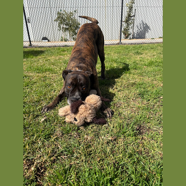 Photo of Simba 