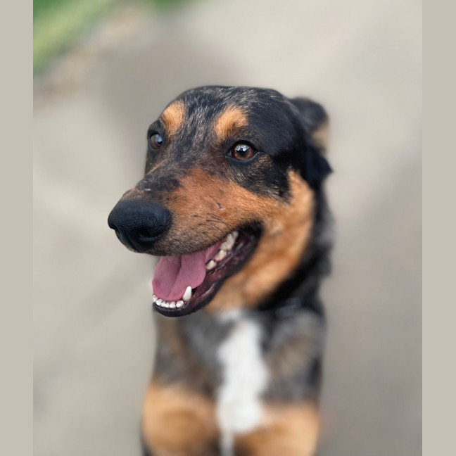 Photo of Buddy