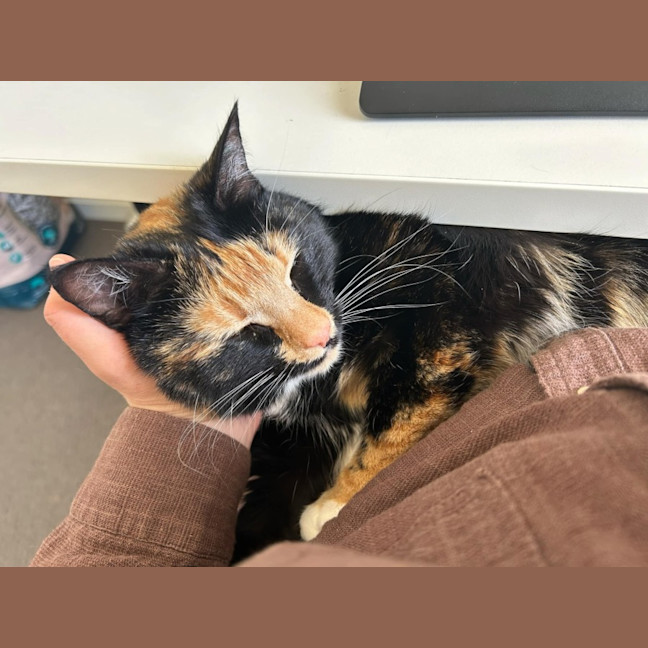 Photo of Milly *9 Lives Project Rescue*