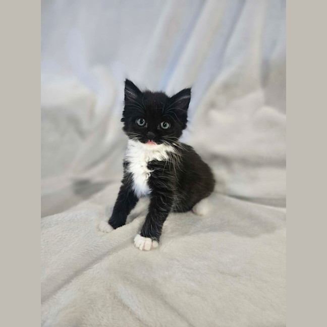 Photo of Tinsel 🎄